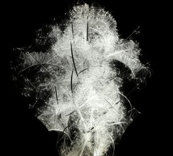 Eplilobium angustifolium discharging seeds