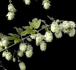 Hops: Humulus Lupulus