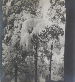 Left stereoscopic print of snowcovered pines in Ruovesi, Finland