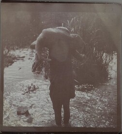 Carrying the prey across water. ; Photograph 2.