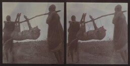A cheetah is carried into the camp in Makindu in January 1910.