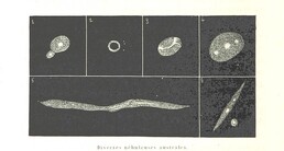 British Library digitised image from page 650 of "L'Espace cÃ©leste et la nature tropicale, description physique de l'univers ... prÃ©face de M. Babinet, dessins de Yan' Dargent"