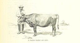 British Library digitised image from page 833 of "Az OsztrÃ¡k-Magyar Monarchia irÃ¡sban Ã©s kÃ©pben. Rudolf trÃ³nÃ¶rÃ¶kÃ¶s fÅ‘herczeg Å ... fensÃ©ge kezdemÃ©nyezÃ©sÃ©bÅ‘l Ã©s kÃ¶zremunkÃ¡lÃ¡sÃ¡val. (Die deutsche Ausgabe redigirt ... J. von Weilen, die ungarische M. JÃ³kai.)