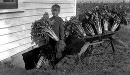 Bill McCalla putting celery into storage