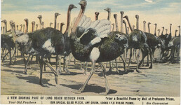 Long Beach Ostrich Farm