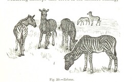 British Library digitised image from page 103 of "The Kilima-njaro Expedition. A record of scientific exploration in Eastern Equatorial Africa ... With ... maps and ... illustrations by the author"