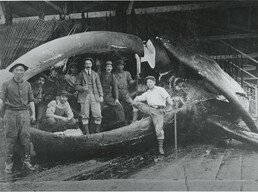 Workers processing whale at whaling station,  Rose Habour, Queen Charlotte Islands