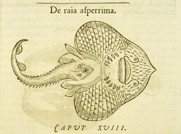 De raia asperrima