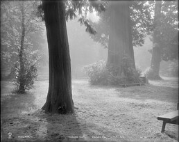 "Morning Mist", Stanley Park, Vancouver, B.C.