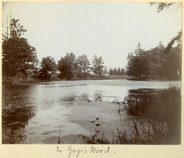 In Gage's Wood