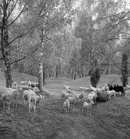 Grazing sheep at Viking Age grave field on BjÃ¶rkÃ¶ island, Uppland, Sweden