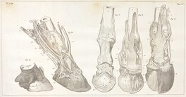 Pieds dissÃ©quÃ©s vu antÃ©rieurement