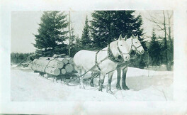 Team of Horses at Brooks Lake Logging Camp - 1942