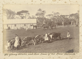 The young Wilsons and their team of "Pet Steers" Woolnorth (c1890)