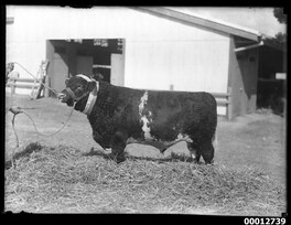 Reserve Champion Shorthorn Bull, Sydney Royal Show