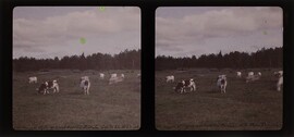 Max Neuscheller d1970_11_37