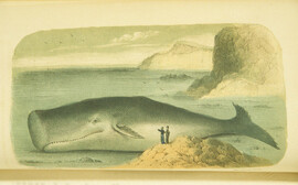 Physeter macrocephalus: Spermaceti whale, or great headed cachelot