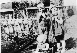 Rabbit trapping, Dorrigo, n.d. by George Winkley