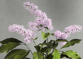 Lilac
