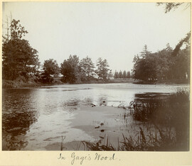 In Gage's Wood