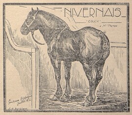 Cheval nivernais
