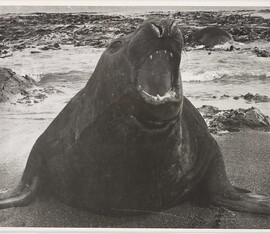 Macquarie Island, 1955. Elephant seal bull