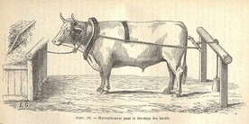 Harnachement pour le dressage des boeufs