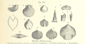 British Library digitised image from page 671 of "Unser Wissen von der Erde. Allgemeine Erdkunde und LÃ¤nderkunde, herausgegeben unter fachmÃ¤nnischer Mitwirkung von A. Kirchhoff"
