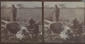 A carcass of a hunted eland antelope in Makindu. ; Photograph 1 and 2.