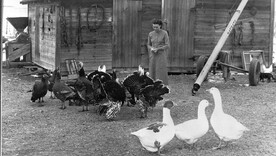 Mrs. Teodor Fedaj feeding turkeys at Picture Butte
