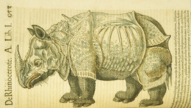 De rhinocerote