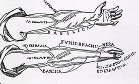 Arteries of the arm