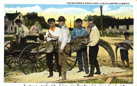 "Taking Home a Family Pet, Live Alligator, Florida"