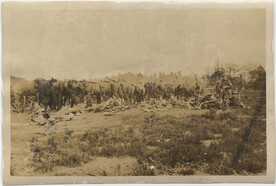 Bivouac, Thursley Common