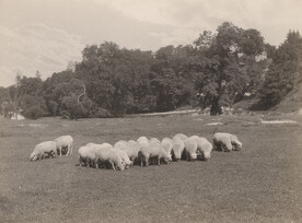 Sheep grazing, 1920