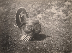 Tom turkey, 1910