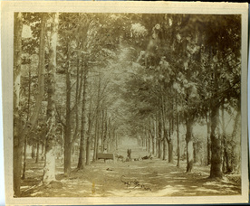 Picnic at Ainslieâ€™s Wood. [between 1892 and 1896]