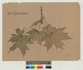 MetsÃ¤vaahtera, mittauspiirustus