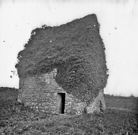 A fine collection of ivy? (on 'St. Columb's House')