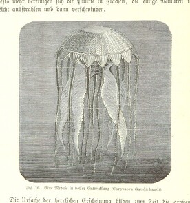 British Library digitised image from page 104 of "Nach Ecuador. Reisebilder ... Zweite, vermehrte Auflage. Mit ... Holzschnitten, etc"