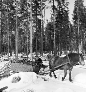 Transport of charcoal, Moraskog (Mora forest), Dalarna, Sweden