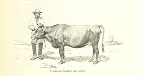 British Library digitised image from page 833 of "Az OsztrÃ¡k-Magyar Monarchia irÃ¡sban Ã©s kÃ©pben. Rudolf trÃ³nÃ¶rÃ¶kÃ¶s fÅ‘herczeg Å ... fensÃ©ge kezdemÃ©nyezÃ©sÃ©bÅ‘l Ã©s kÃ¶zremunkÃ¡lÃ¡sÃ¡val. (Die deutsche Ausgabe redigirt ... J. von Weilen, die ungarische M. JÃ³kai.)
