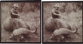 Jorma Gallen-Kallela sitting on a dead African buffalo on a safari in Tana, 1910.