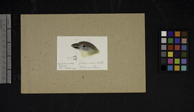 Robert Ridgway Bird Head Drawing  280