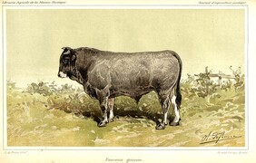 Taureau gascon