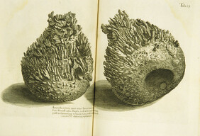 Ampulla vitrea quae mari Iamaicano prope Port Royall casu illapsa inde ab Urnatore (divitias post terraemotum venante) tota corallio aspero candicante