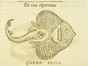 De raia asperrima