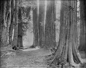Among the " Seven Sisters" Big Trees, Stanley Park, Vancouver, B.C.