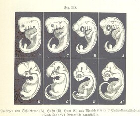 British Library digitised image from page 877 of "Unser Wissen von der Erde. Allgemeine Erdkunde und LÃ¤nderkunde, herausgegeben unter fachmÃ¤nnischer Mitwirkung von A. Kirchhoff"