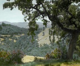 Valley Oak framing scene near Uklah, California